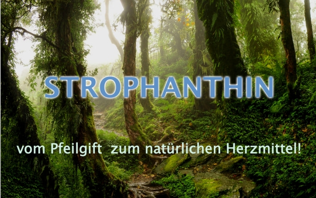 Strofantyna Kombe 500 seeds/samen/nasion