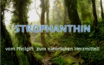 Strofantyna Kombe 500 seeds/samen/nasion